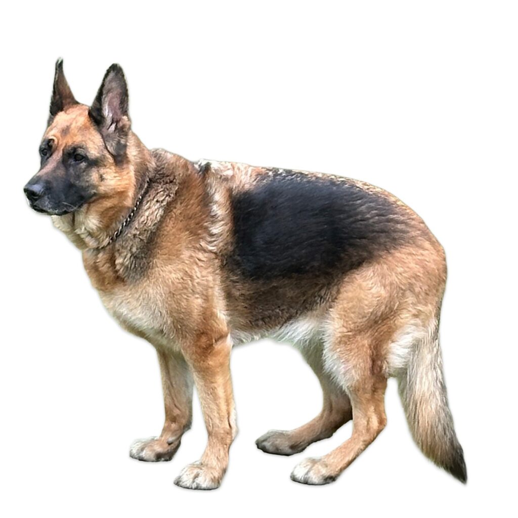 Iza Davidson, Presentation & Branding